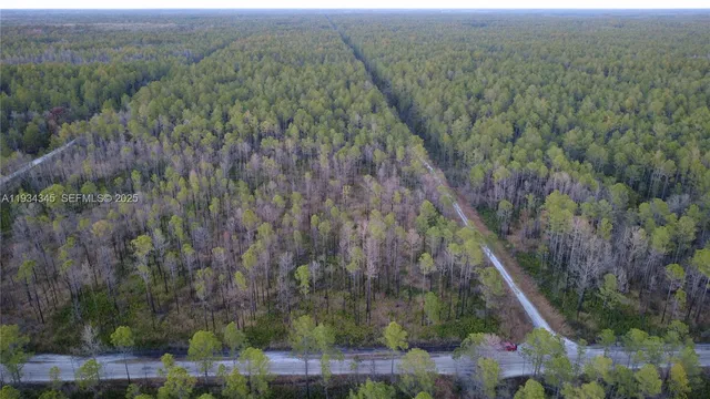 a view of a forest with a mountain