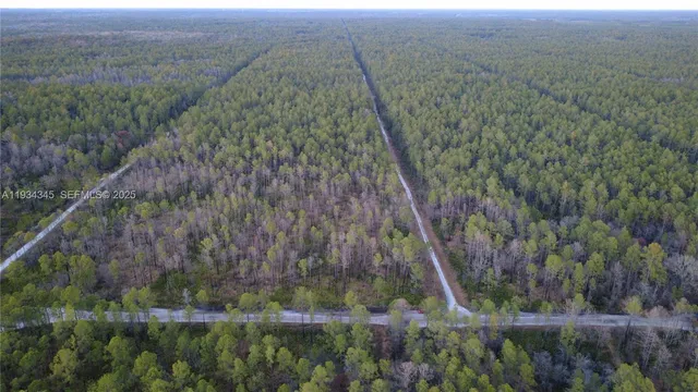 a view of a forest with a forest