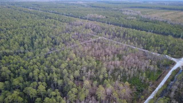 a view of a forest with a forest