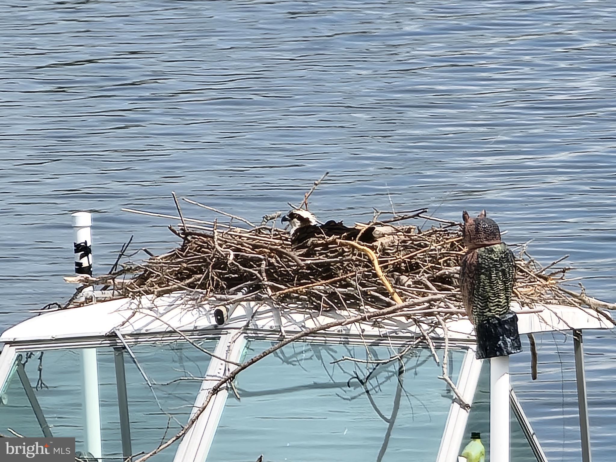 8149 Orchard Point Road Pasadena, MD 21122 - Photo 7 of 37 The neighbor's Ospreys 🙂