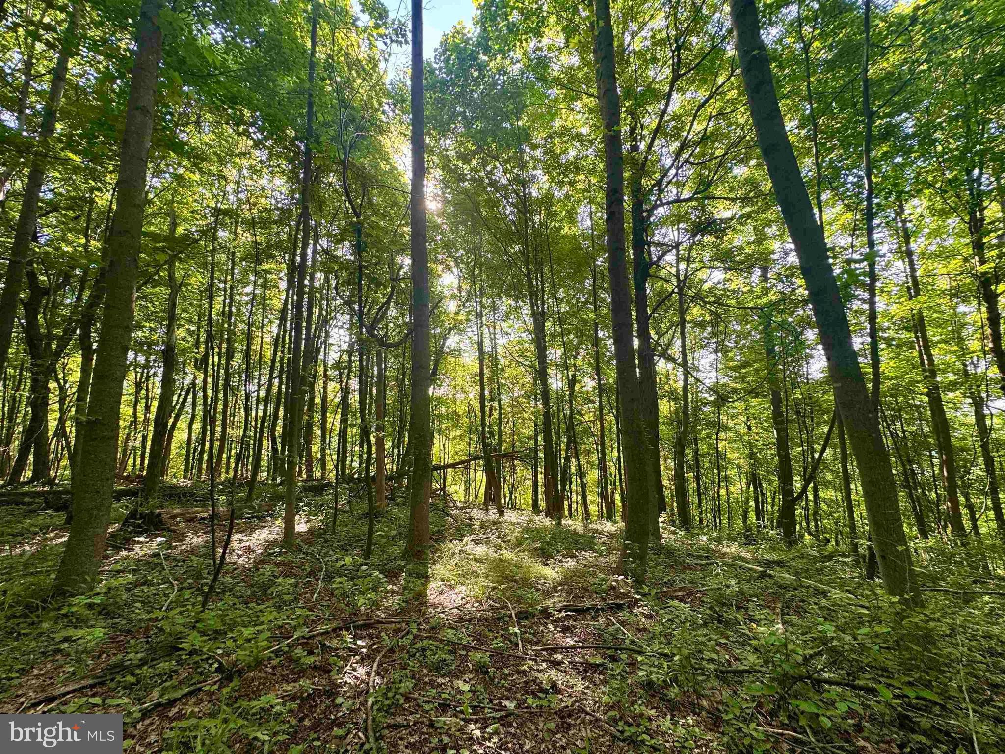 Tbd Calvert Shaver Road Rowlesburg, WV 26425 - Photo 21 of 39