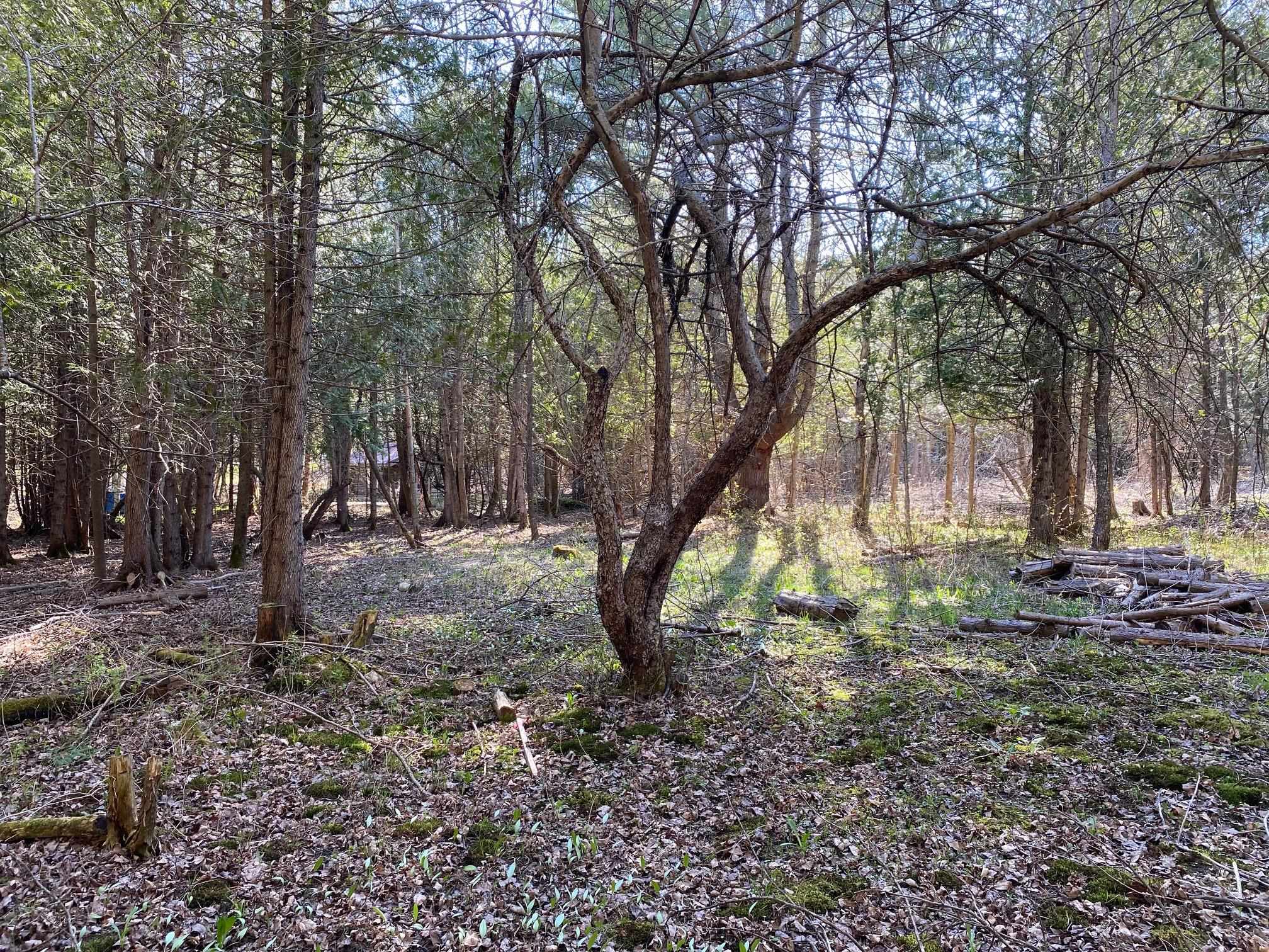 Lot 3 Goldsbury Woods Road Barre, VT 05641 - Photo 3 of 6