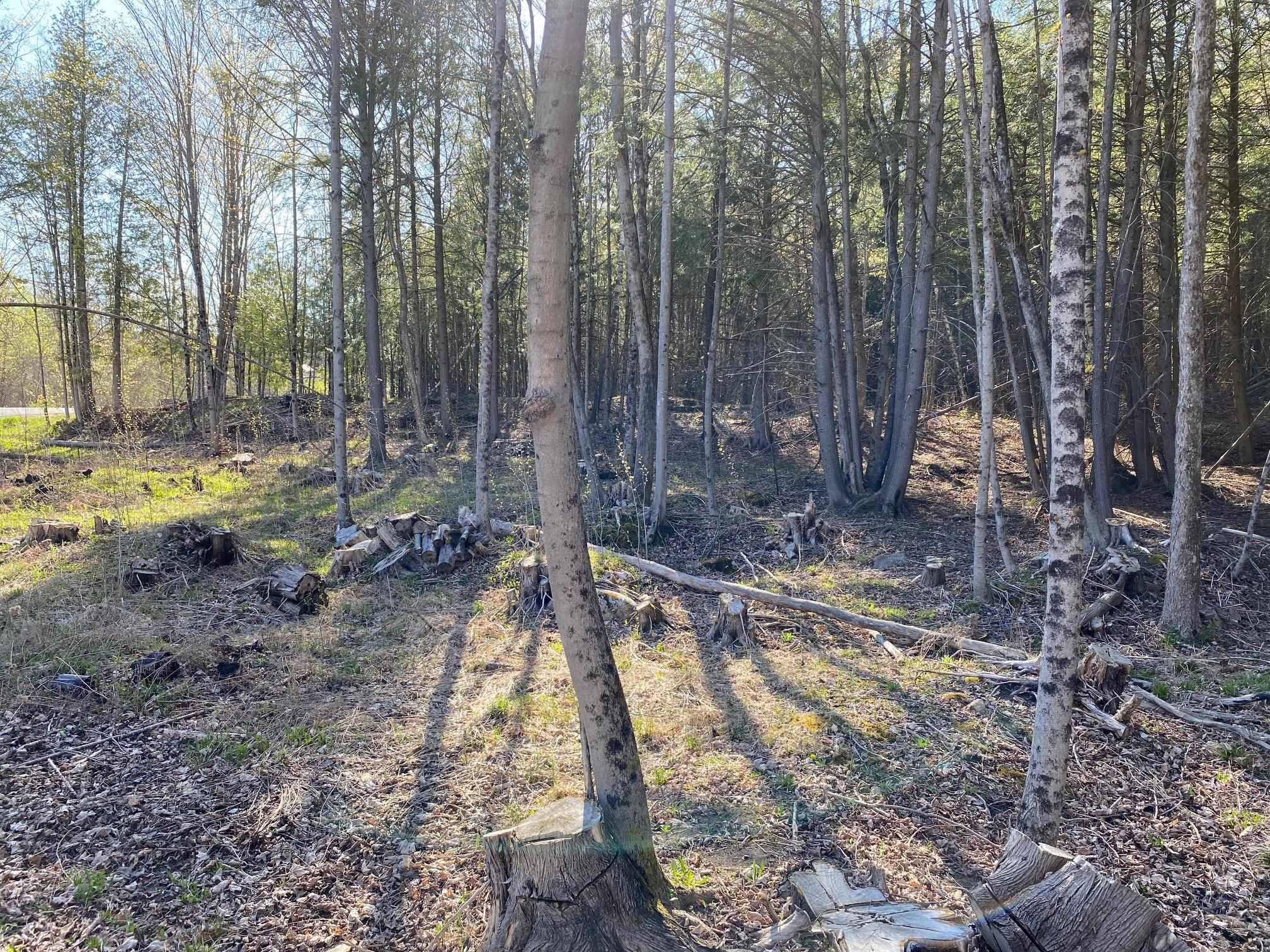 Lot 3 Goldsbury Woods Road Barre, VT 05641 - Photo 4 of 6