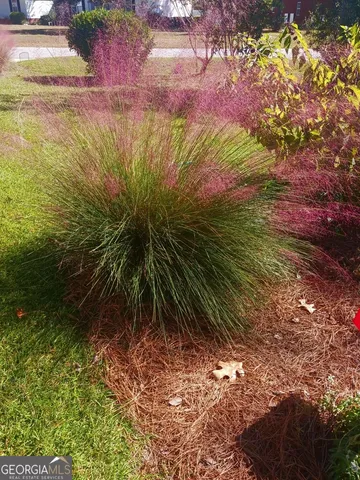a view of a backyard with plants and large trees