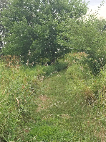 3365 Hermann Road Lee, IL 60530 - Photo 56 of 63 a view of a lush green forest
