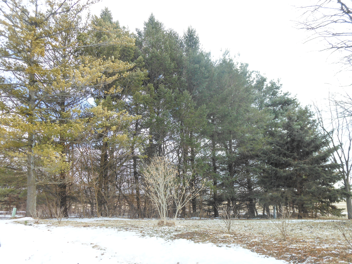 3365 Hermann Road Lee, IL 60530 - Photo 60 of 63 a view of a yard covered in snow