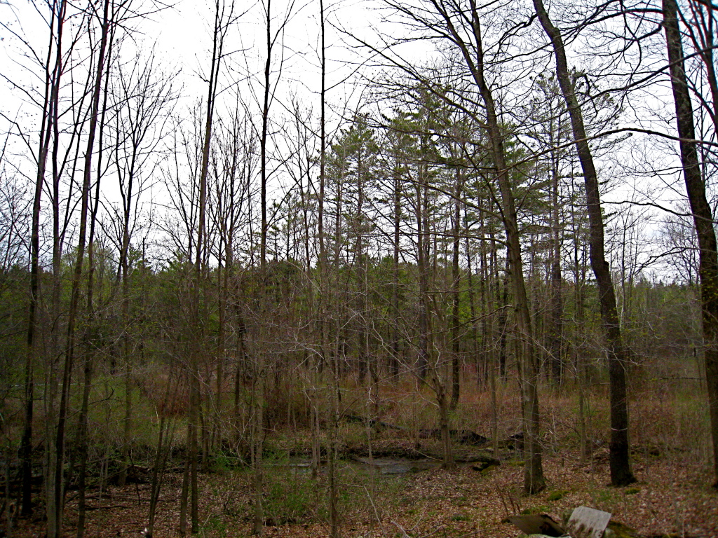 41 Fox Run Lee, MA 01238 - Photo 26 of 27 Abutting woodland