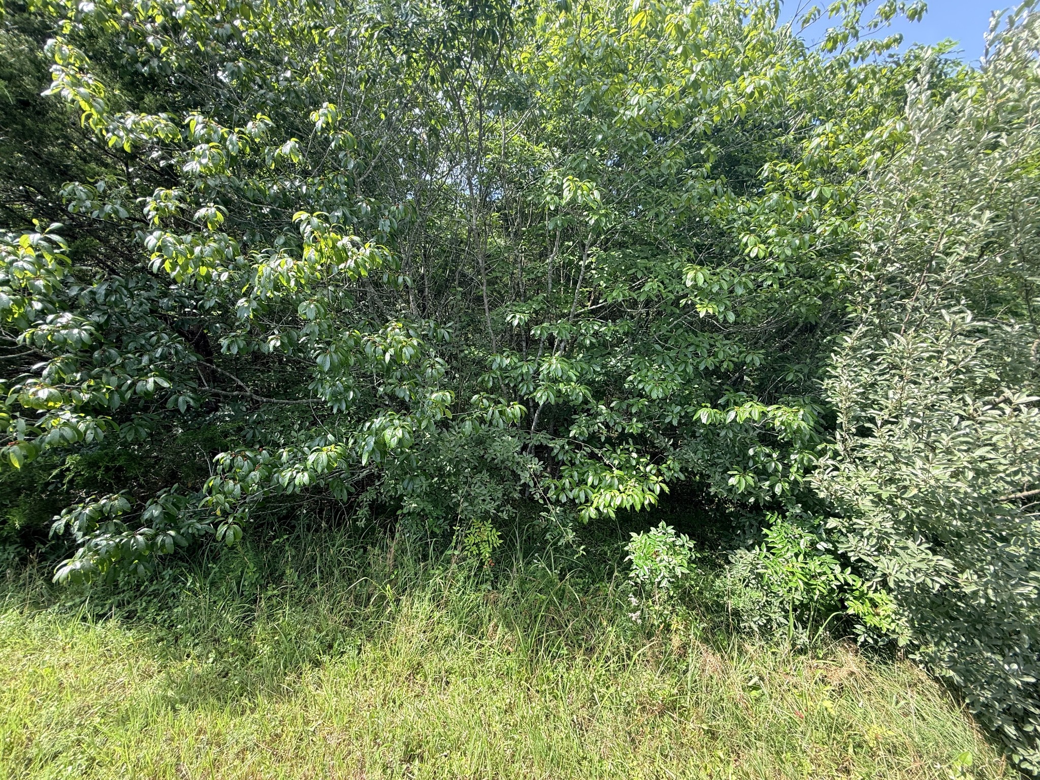 0 Ghea Normandy, TN 37360 - Photo 43 of 46
