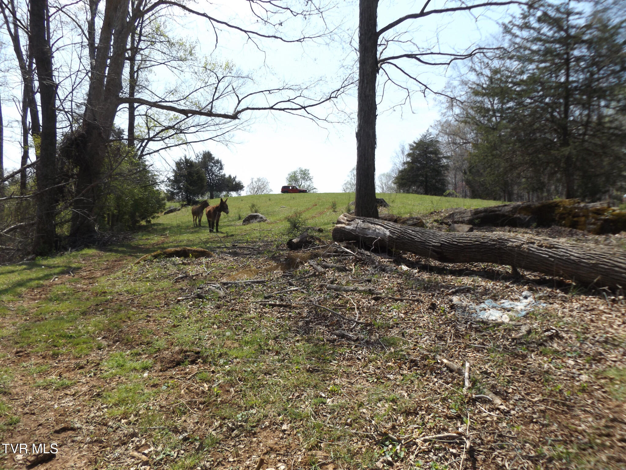 855 Willow Springs Road Elizabethton, TN 37643 - Photo 49 of 74 Willowtop40