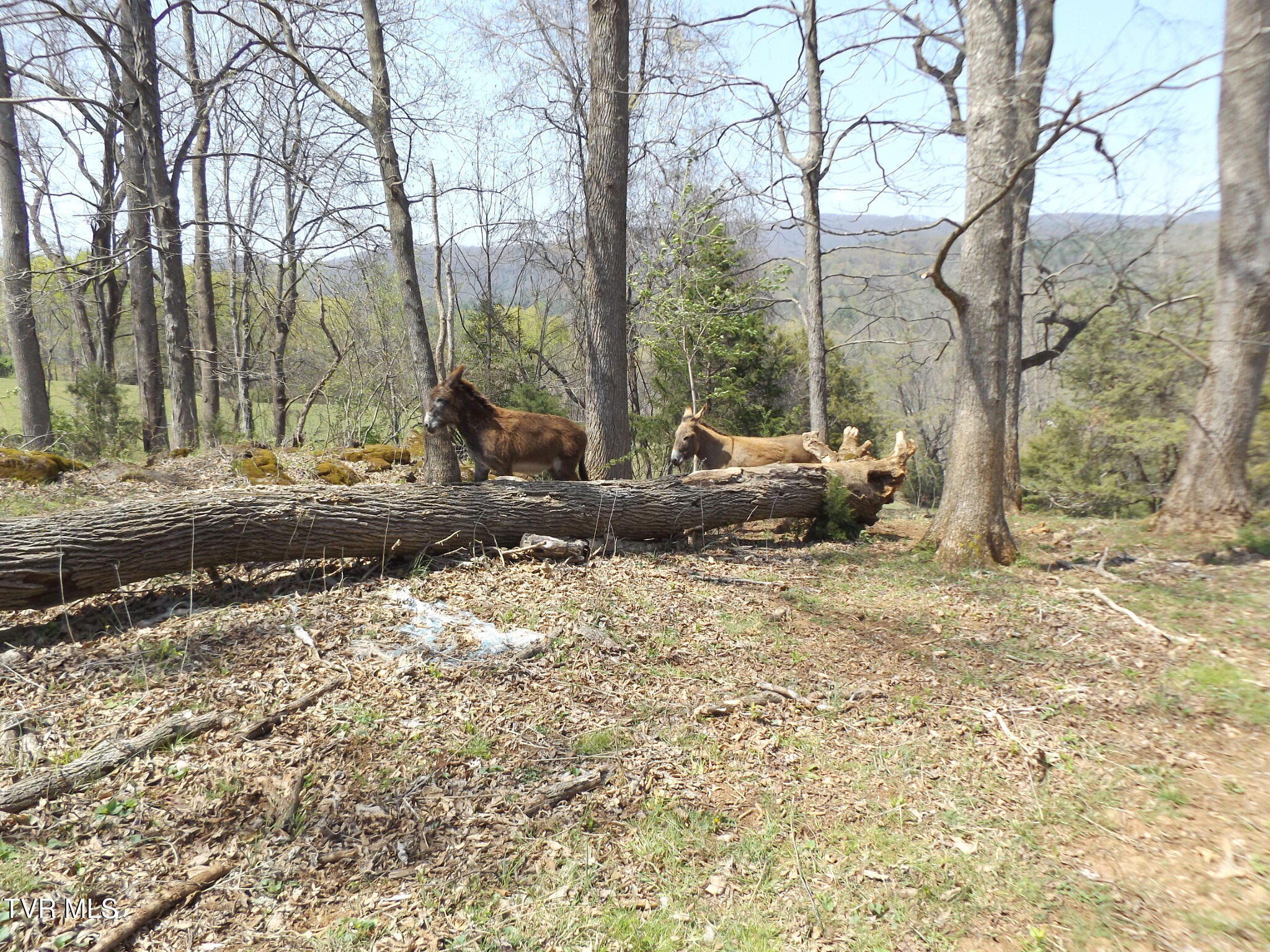 855 Willow Springs Road Elizabethton, TN 37643 - Photo 50 of 74 Woodtop32