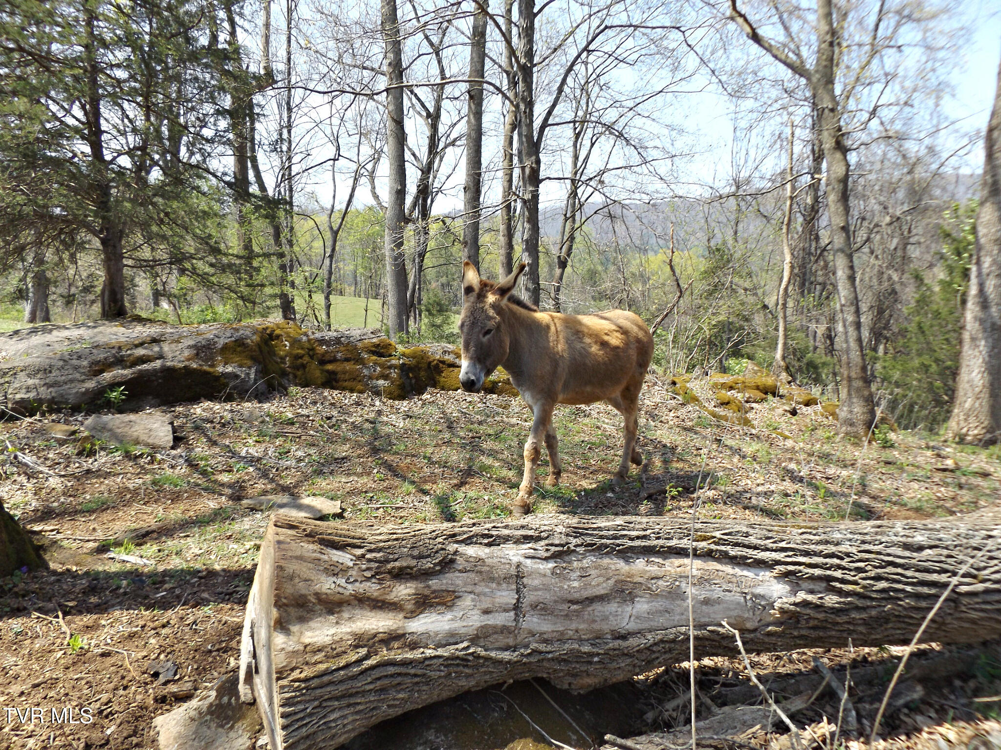 855 Willow Springs Road Elizabethton, TN 37643 - Photo 51 of 74 Willowwoodstop32