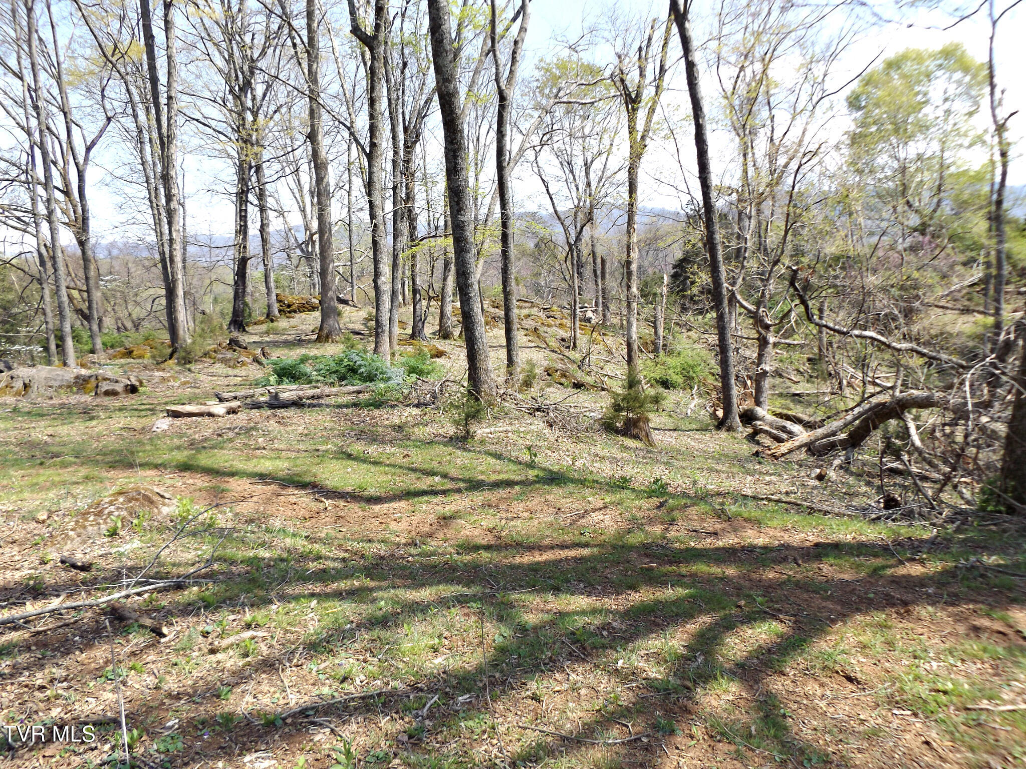 855 Willow Springs Road Elizabethton, TN 37643 - Photo 52 of 74 Willowtopwoods2