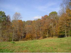 Xxx Nave Hollow Road Elizabethton, TN 37643 - Photo 3 of 5 Photo 3