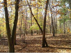 Xxx Nave Hollow Road Elizabethton, TN 37643 - Photo 4 of 5 Photo 4