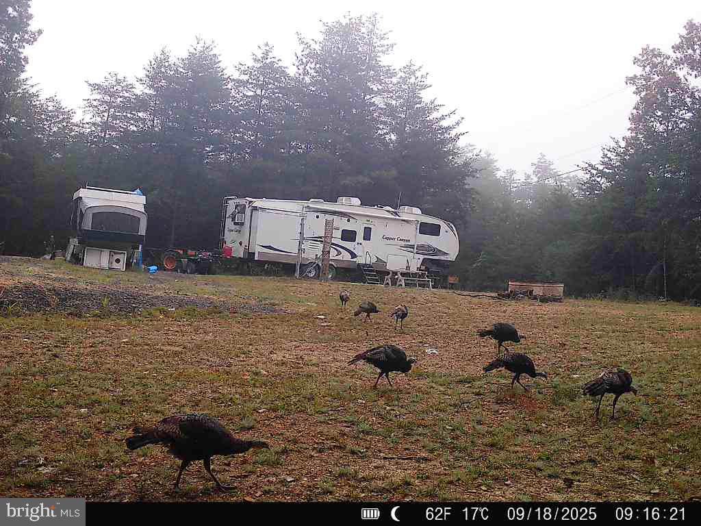 Lot 8 Croston Road Paw Paw, WV 25434 - Photo 18 of 27 Wildlife - No HOA and minimal restrictions