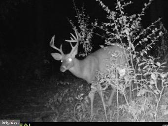 Lot 8 Croston Road Paw Paw, WV 25434 - Photo 20 of 27 Wildlife - No HOA and minimal restrictions