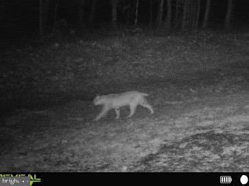 Lot 8 Croston Road Paw Paw, WV 25434 - Photo 21 of 27 Wildlife - No HOA and minimal restrictions