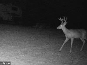 Lot 8 Croston Road Paw Paw, WV 25434 - Photo 22 of 27 Wildlife - No HOA and minimal restrictions