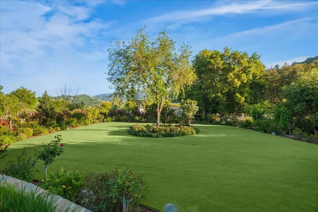 a view of a yard with plants and large trees