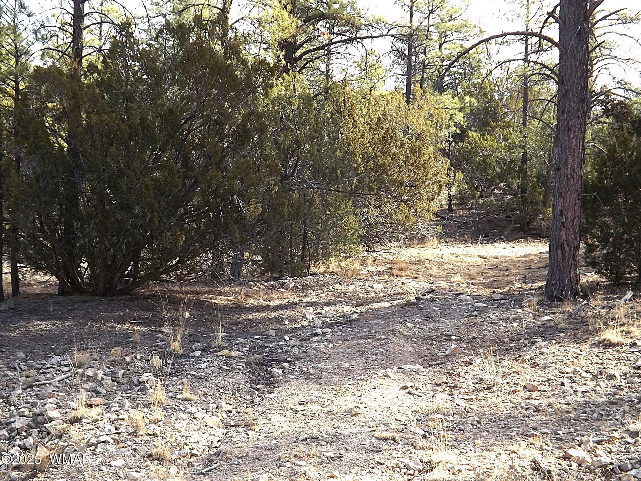 3341 Sawmill Ridge Loop Heber, AZ 85928 - Photo 1 of 8 a view of water covered with trees