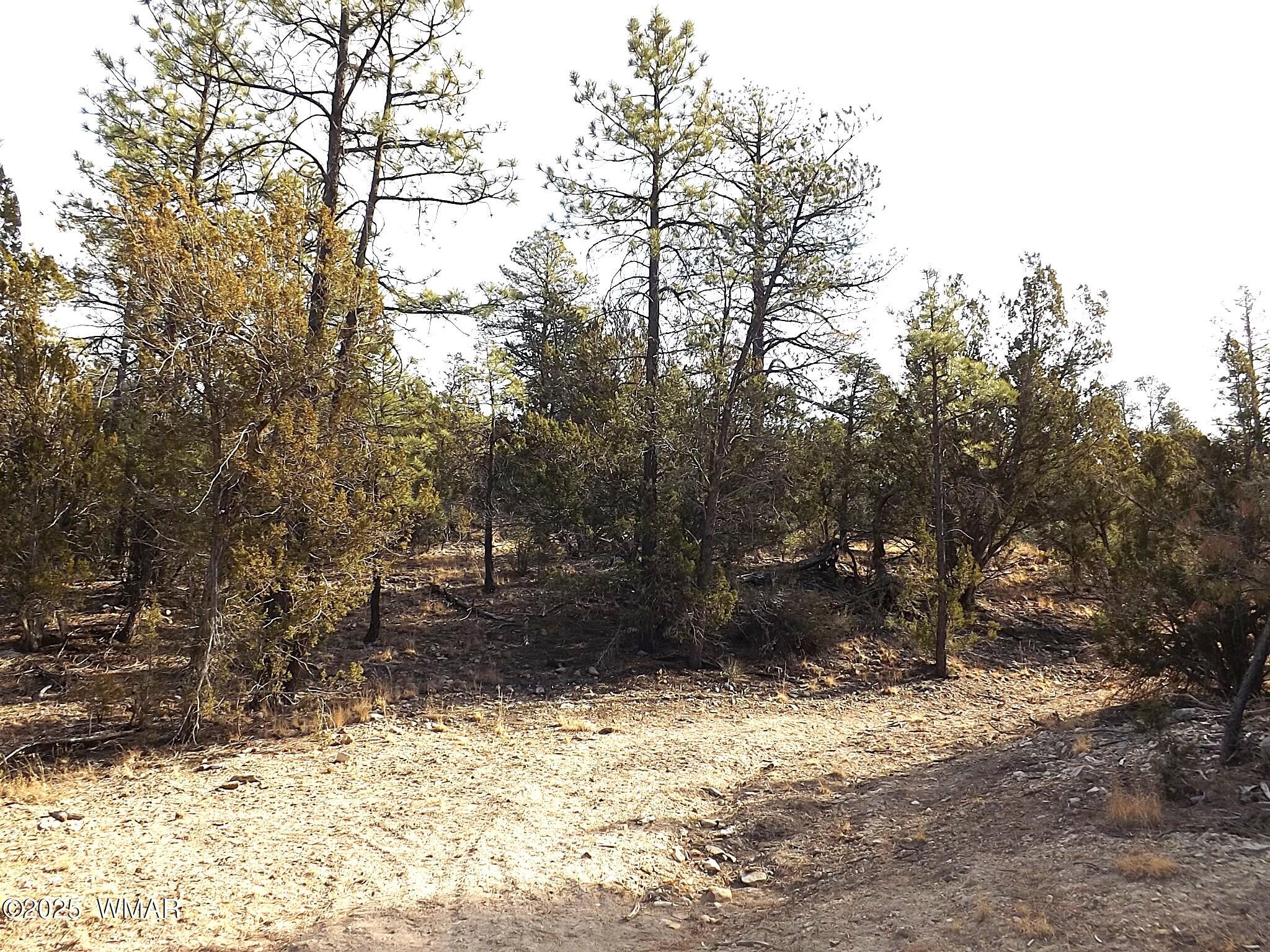 3341 Sawmill Ridge Loop Heber, AZ 85928 - Photo 5 of 8 a view of a yard covered in snow
