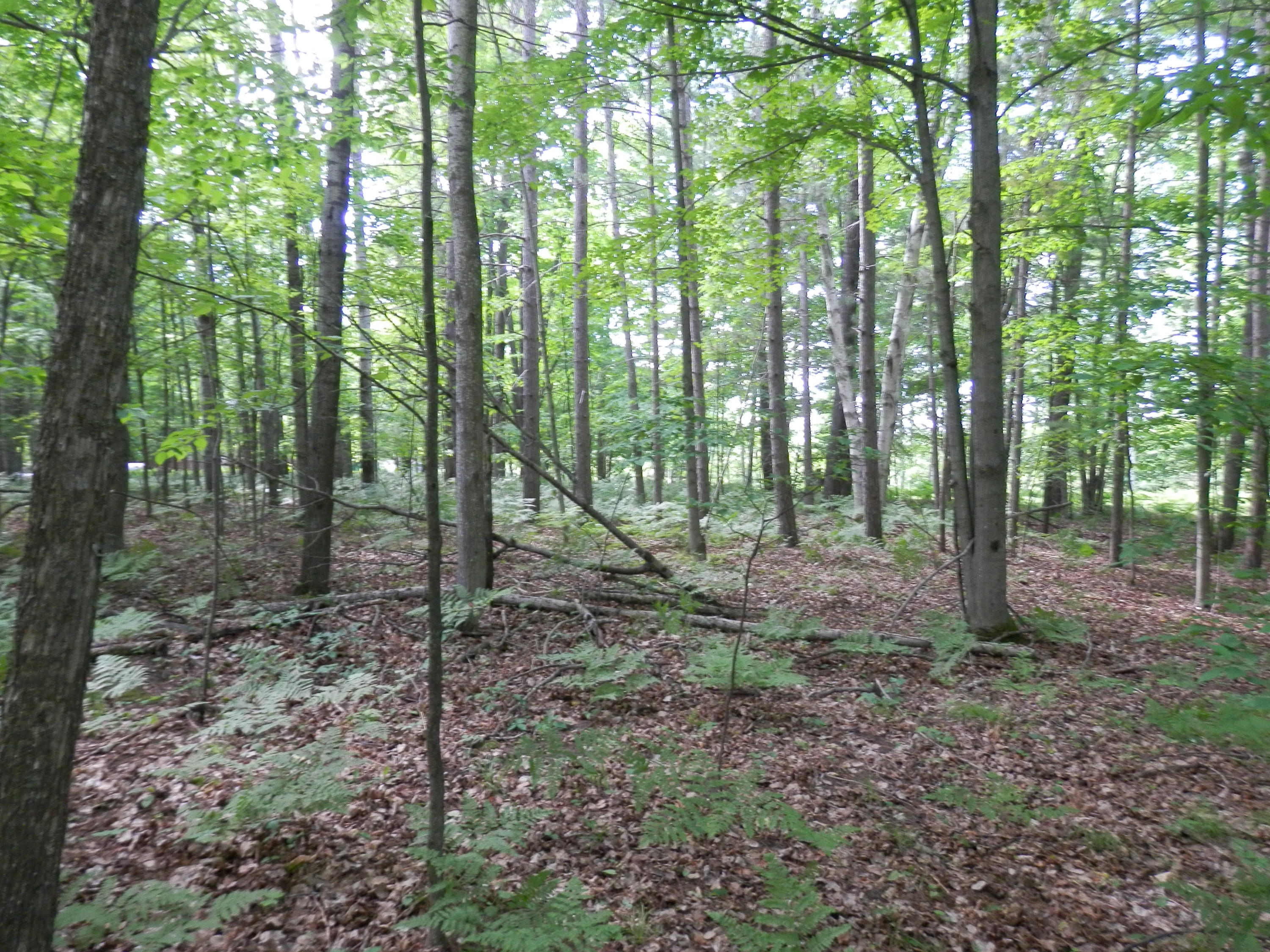 Ranger Lake Road Gaylord, MI 49735 - Photo 2 of 11 Gallery Image 2