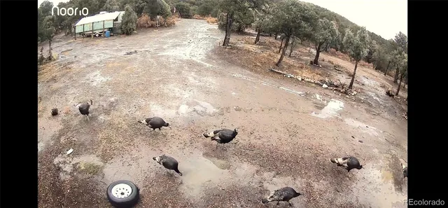 a view of a backyard of a house
