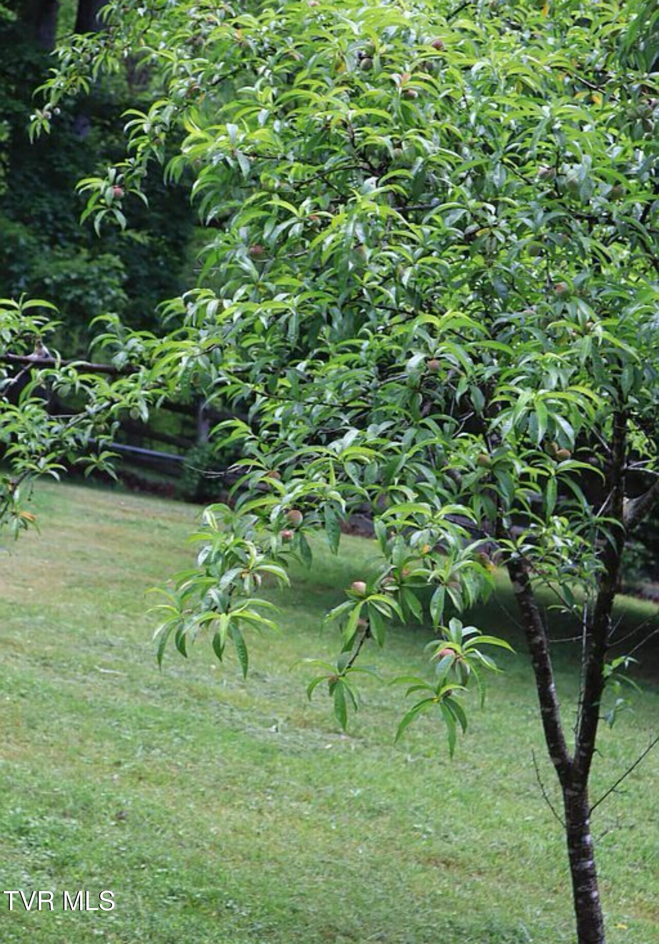 3219 Dungannon Road Coeburn, VA 24230 - Photo 64 of 65 Yard 15