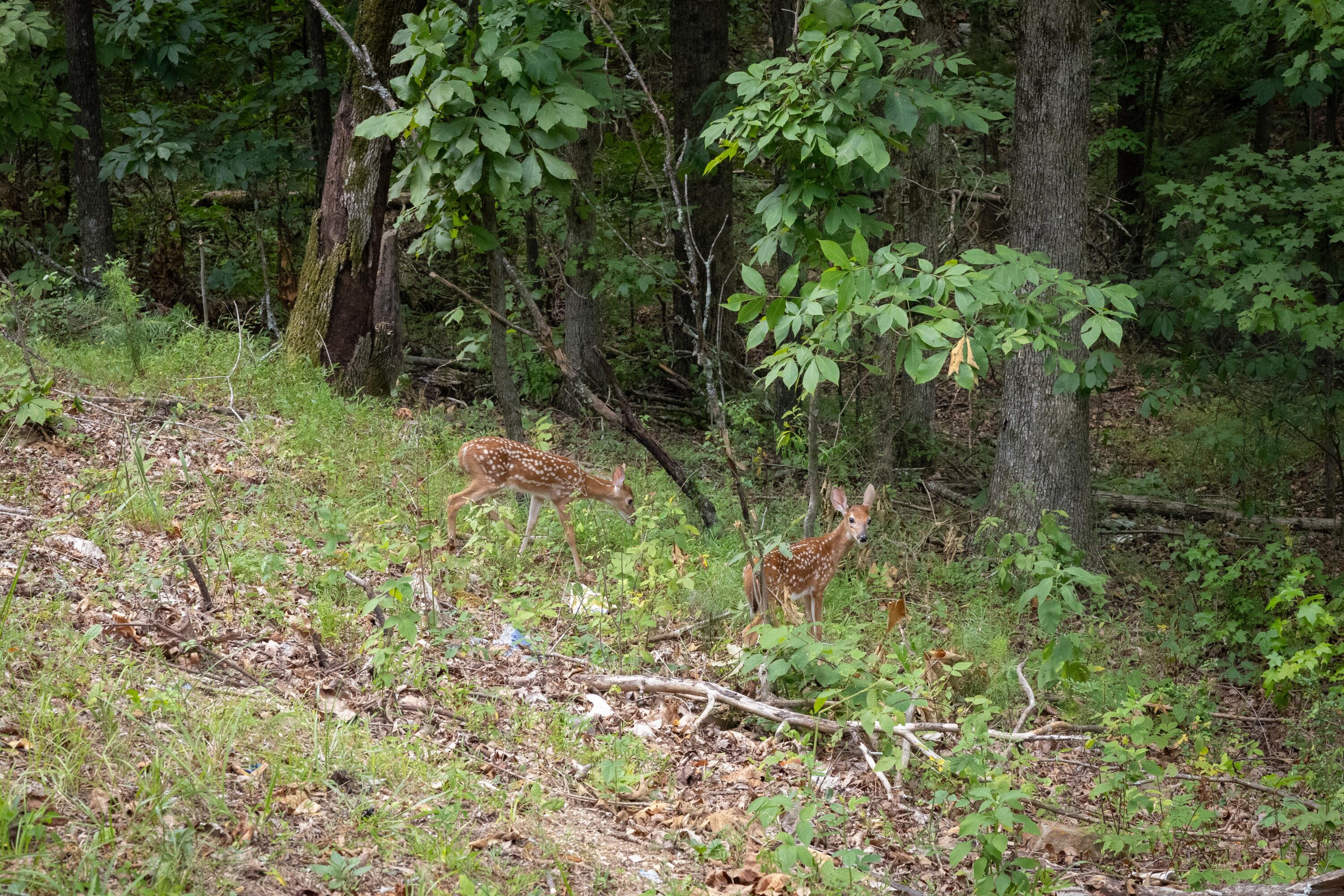 0 Standifer Gap Road Chattanooga, TN 37421 - Photo 13 of 26 CollegedaleProperty-015