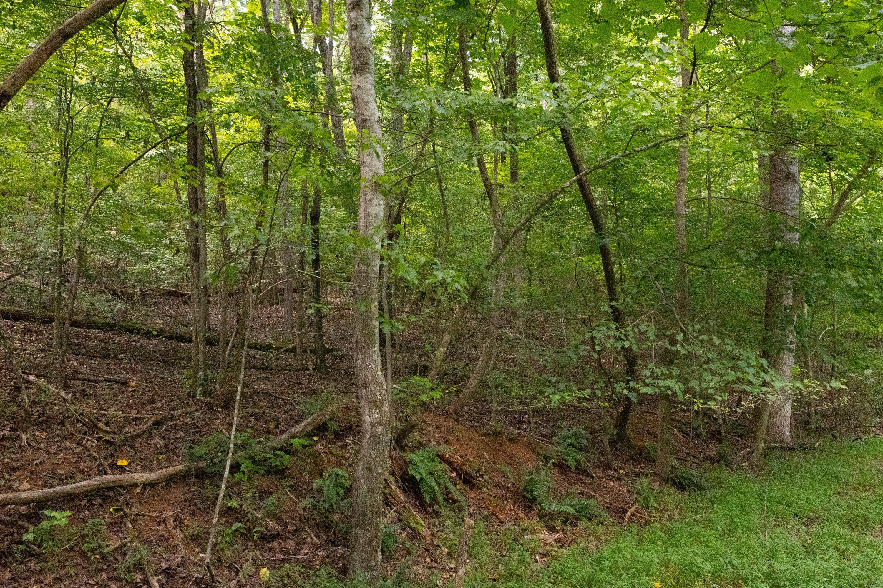 0 Standifer Gap Road Chattanooga, TN 37421 - Photo 10 of 26 CollegedaleProperty-012