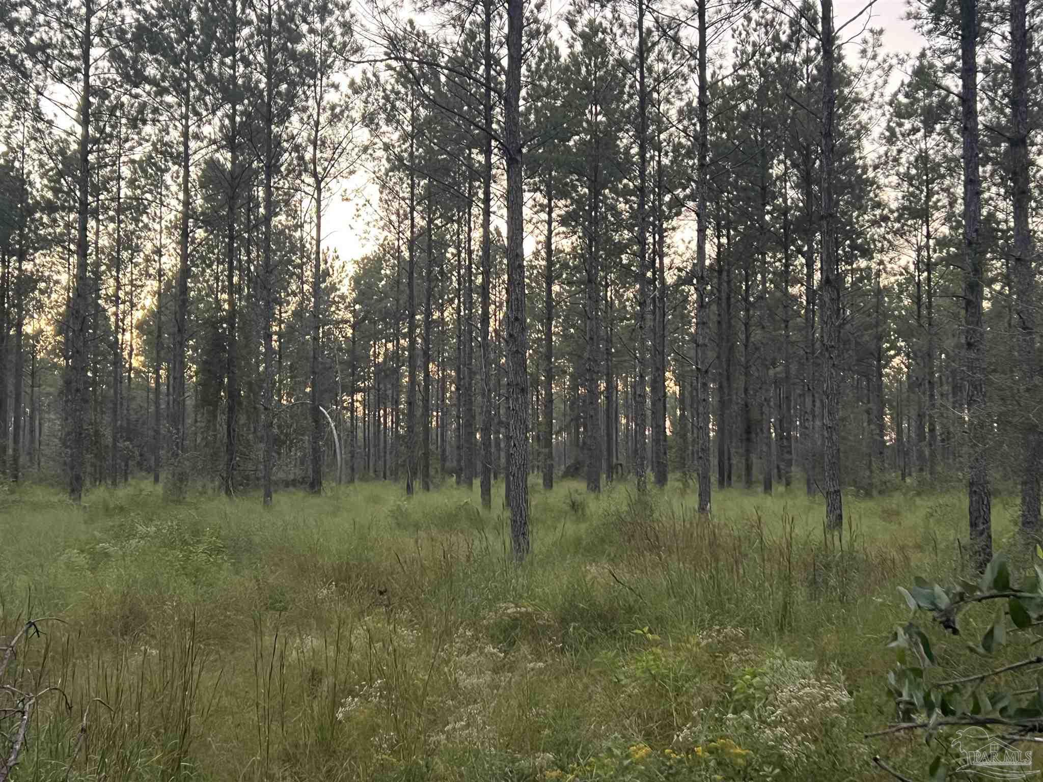 Lot 5 Wallace Lake Road Pace, FL 32571 - Photo 1 of 2 Gallery Image 1
