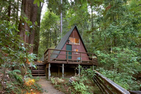 a view of a tree in a forest