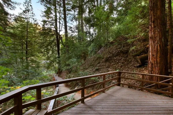 a view of a forest filled with trees