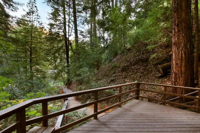a view of a forest filled with trees