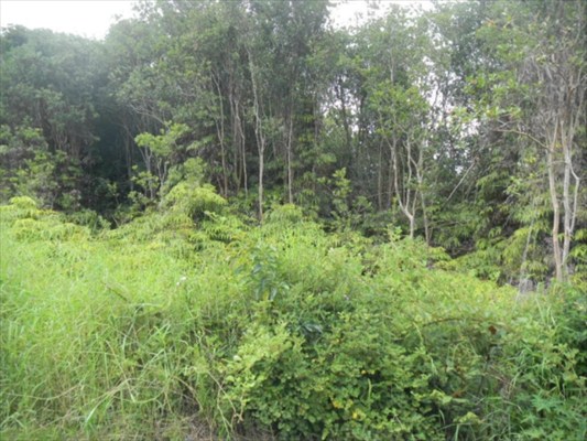 Kaniela Rd Mountain View Mountain View, HI 96771 - Photo 3 of 9 a view of forest