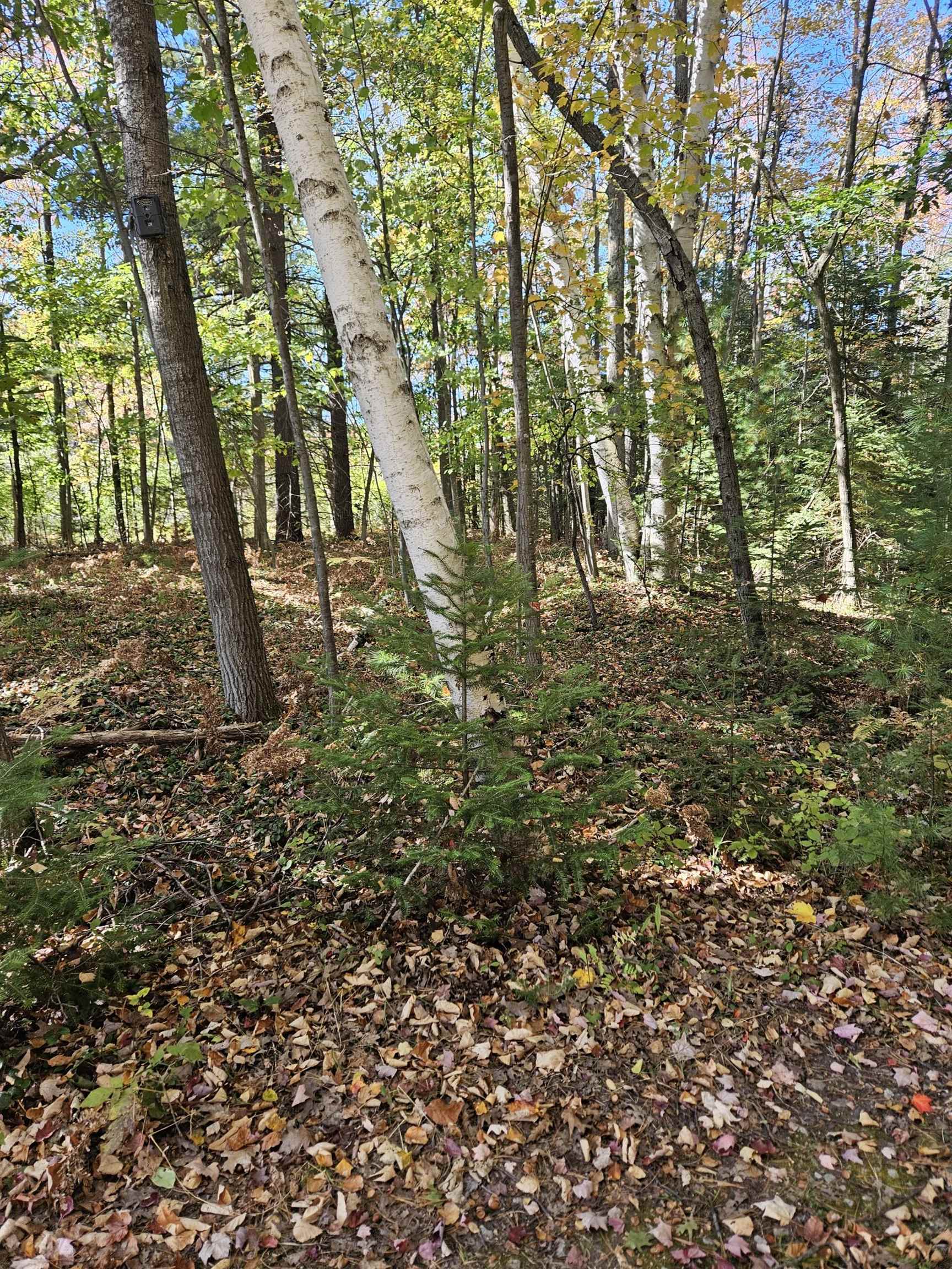 8300 Kokosing Road Hale, MI 48739 - Photo 1 of 9 Gallery Image 1