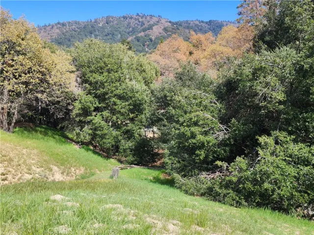 a view of a lush green forest with trees and flowers