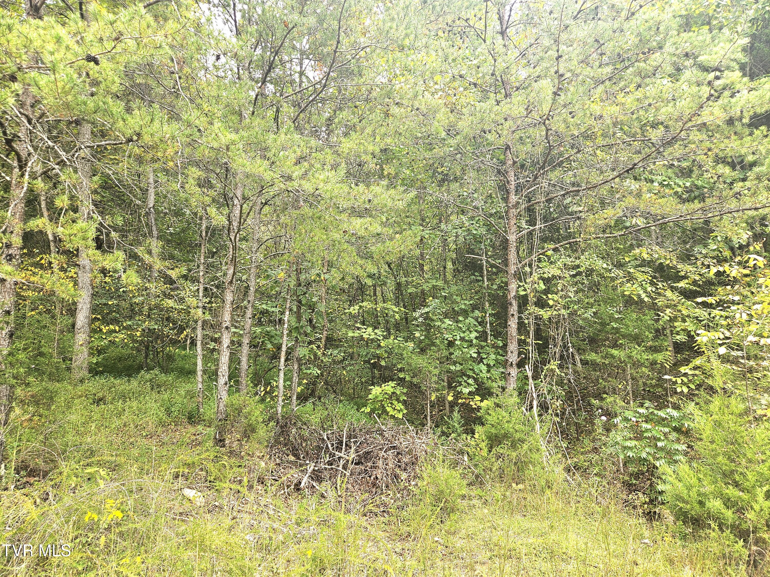 1741 Burem Road Rogersville, TN 37857 - Photo 20 of 37 32