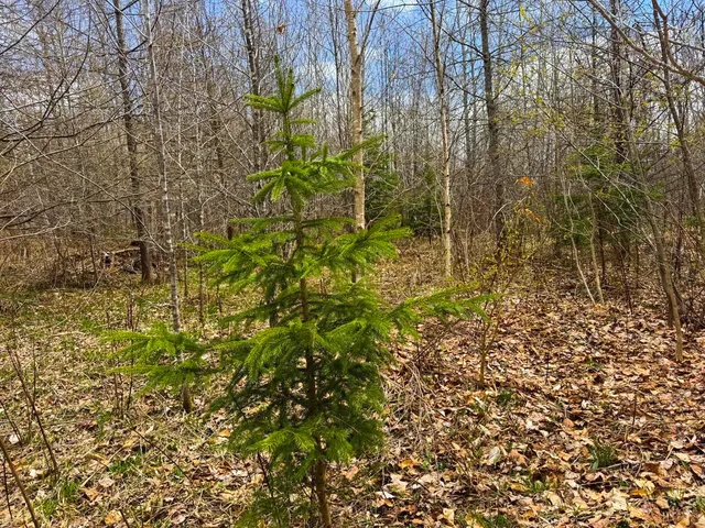 $99,900 | 0 Burke Green Road, Unit 2, East Burke, VT 05832