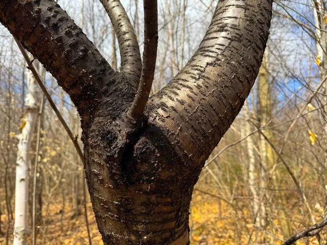 $99,900 | 0 Burke Green Road, Unit 2, East Burke, VT 05832