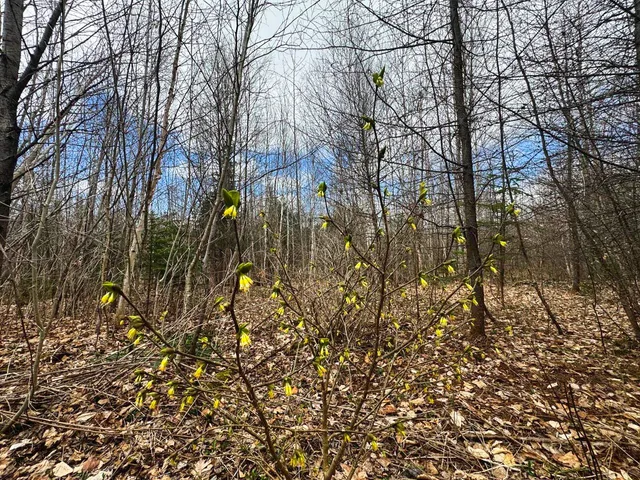 $99,900 | 0 Burke Green Road, Unit 2, East Burke, VT 05832