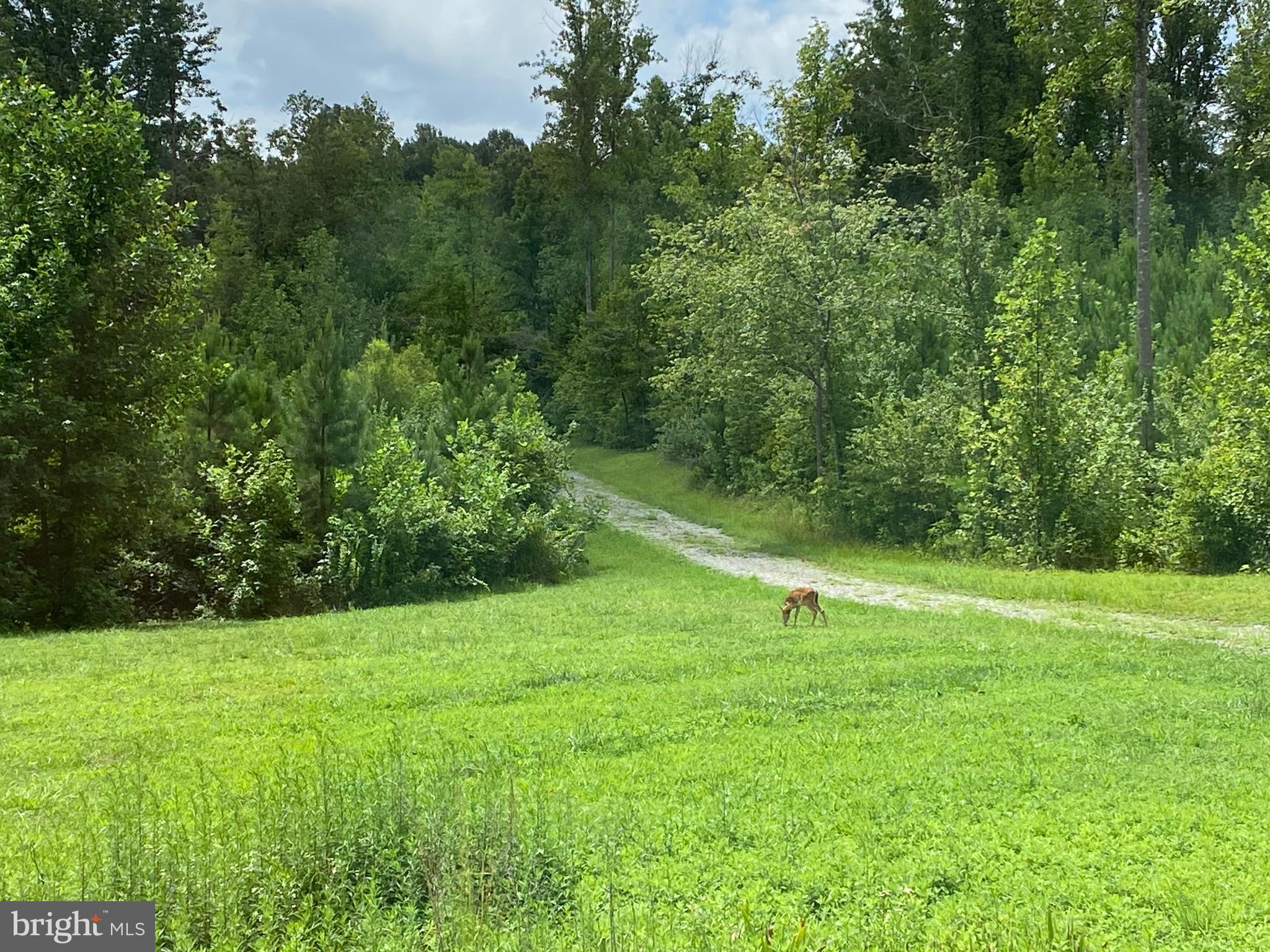 5334 Dickerson Road Partlow, VA 22534 - Photo 4 of 41 Nature Abounds!