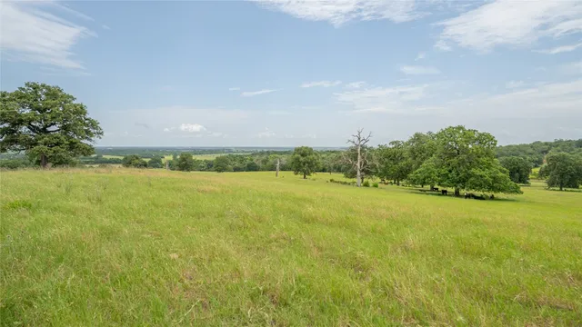 a view of a big yard with plants and large trees