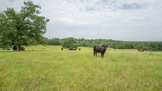 a view of a yard with plants and large trees