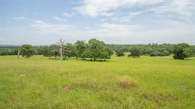 a view of a field with plants and trees