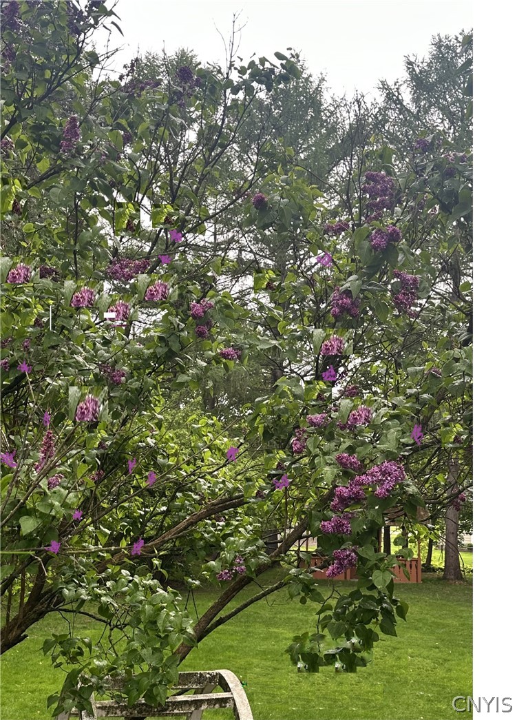 31 Lyndon Road Fayetteville, NY 13066 - Photo 44 of 47 Lilac Bush off the south facing deck.