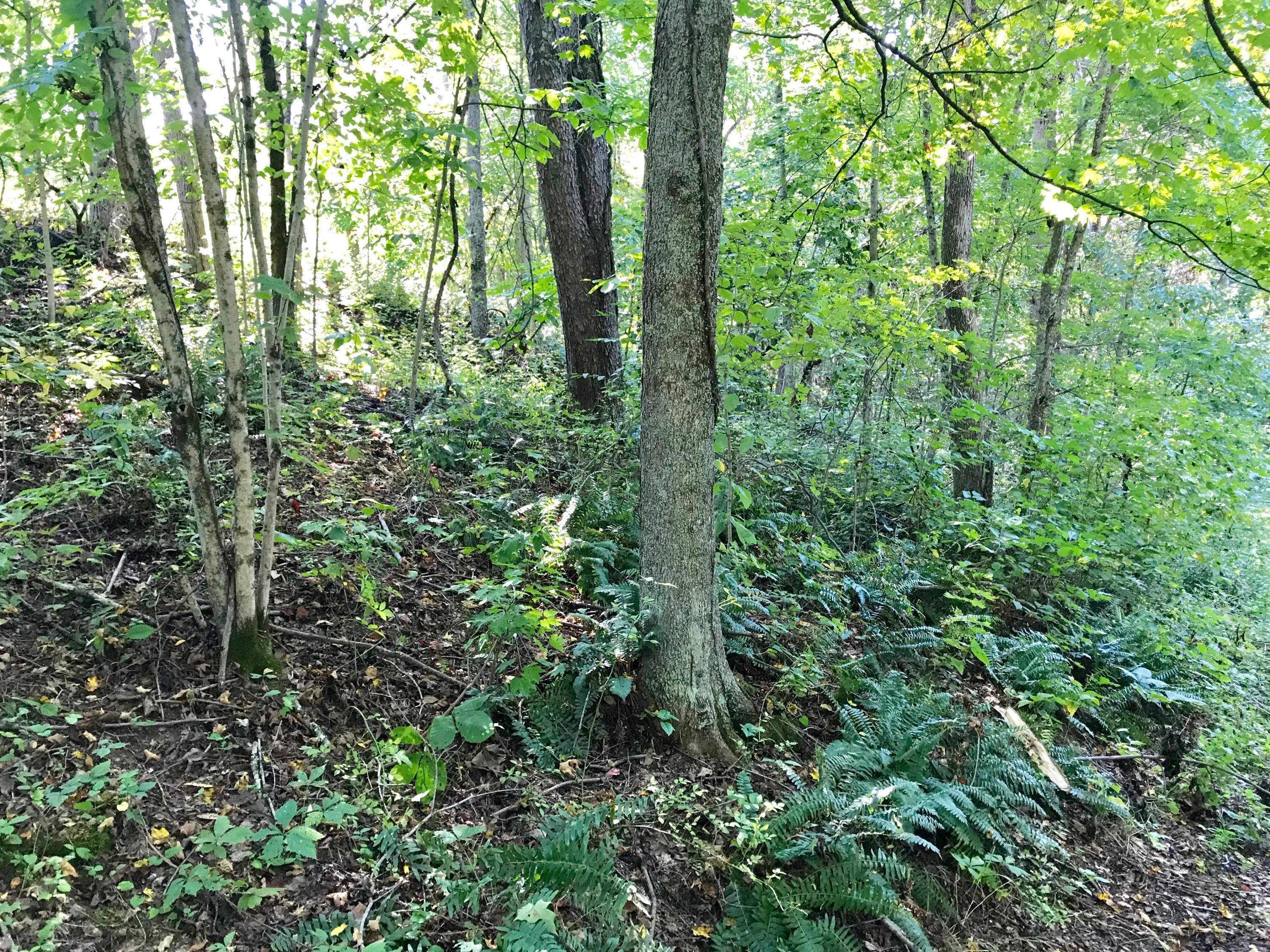 5779 Beard Price Road Glouster, OH 45732 - Photo 83 of 95