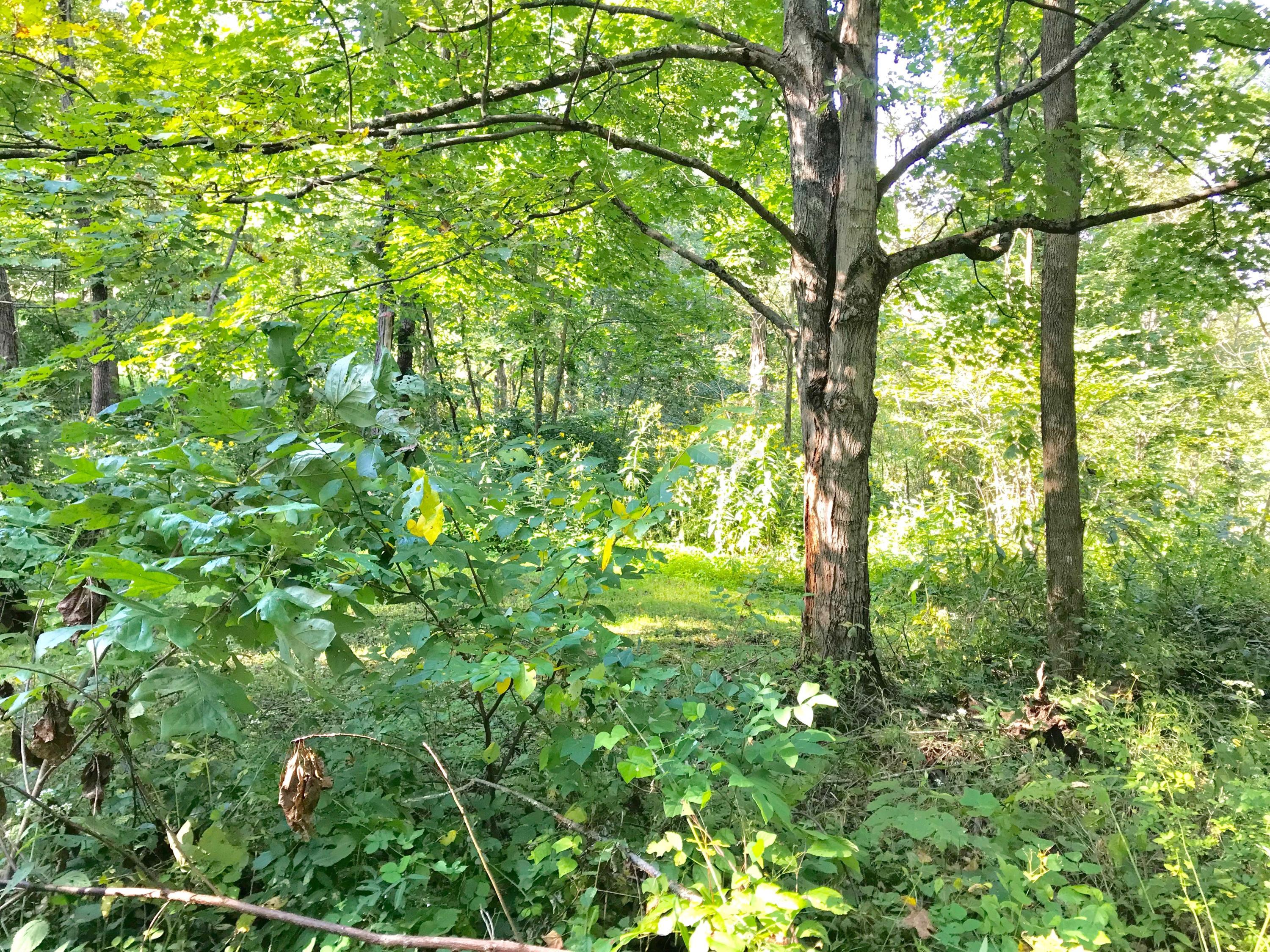 5779 Beard Price Road Glouster, OH 45732 - Photo 85 of 95