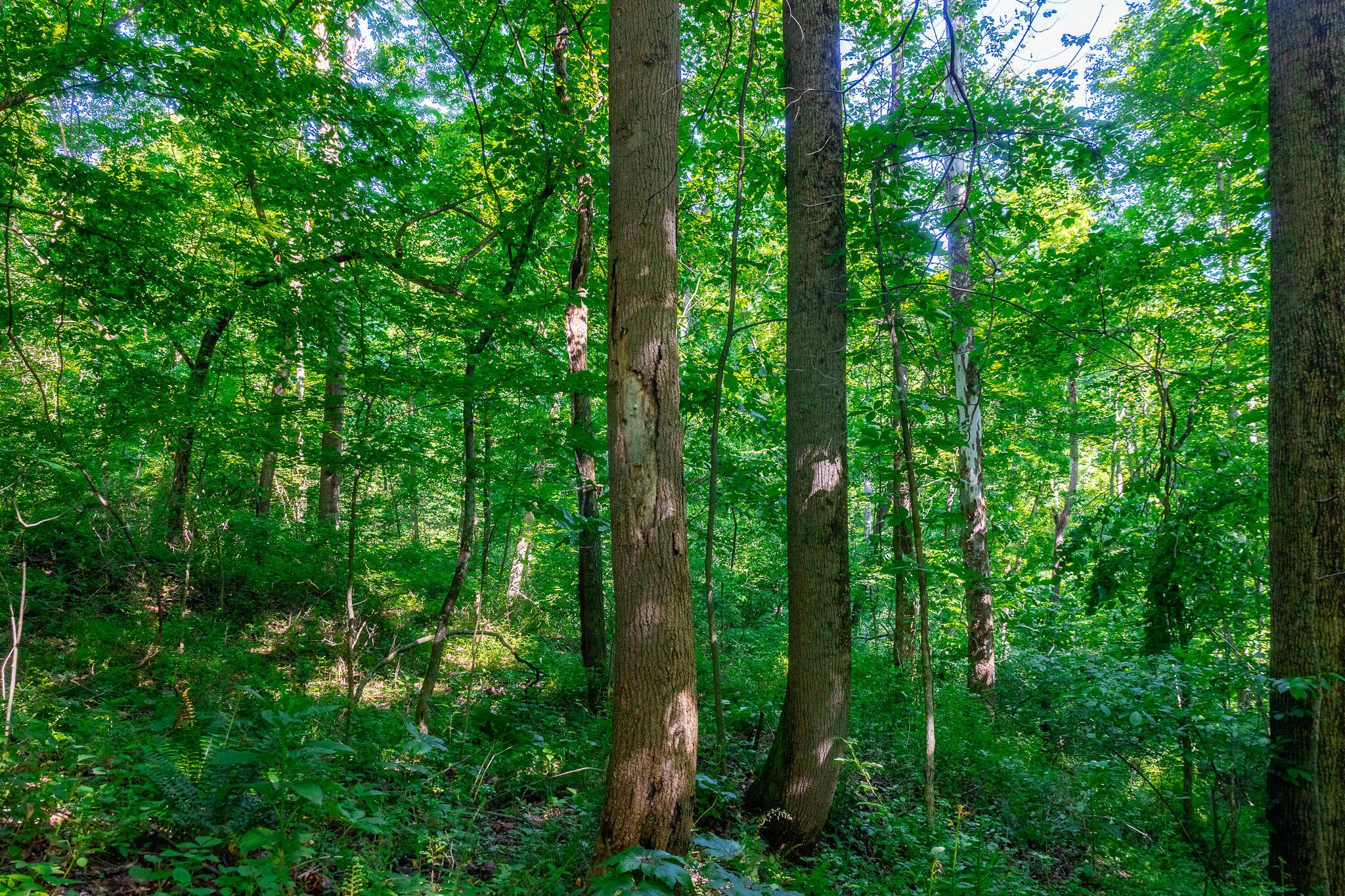 12680 Old Riley Road Frazeysburg, OH 43822 - Photo 73 of 95
