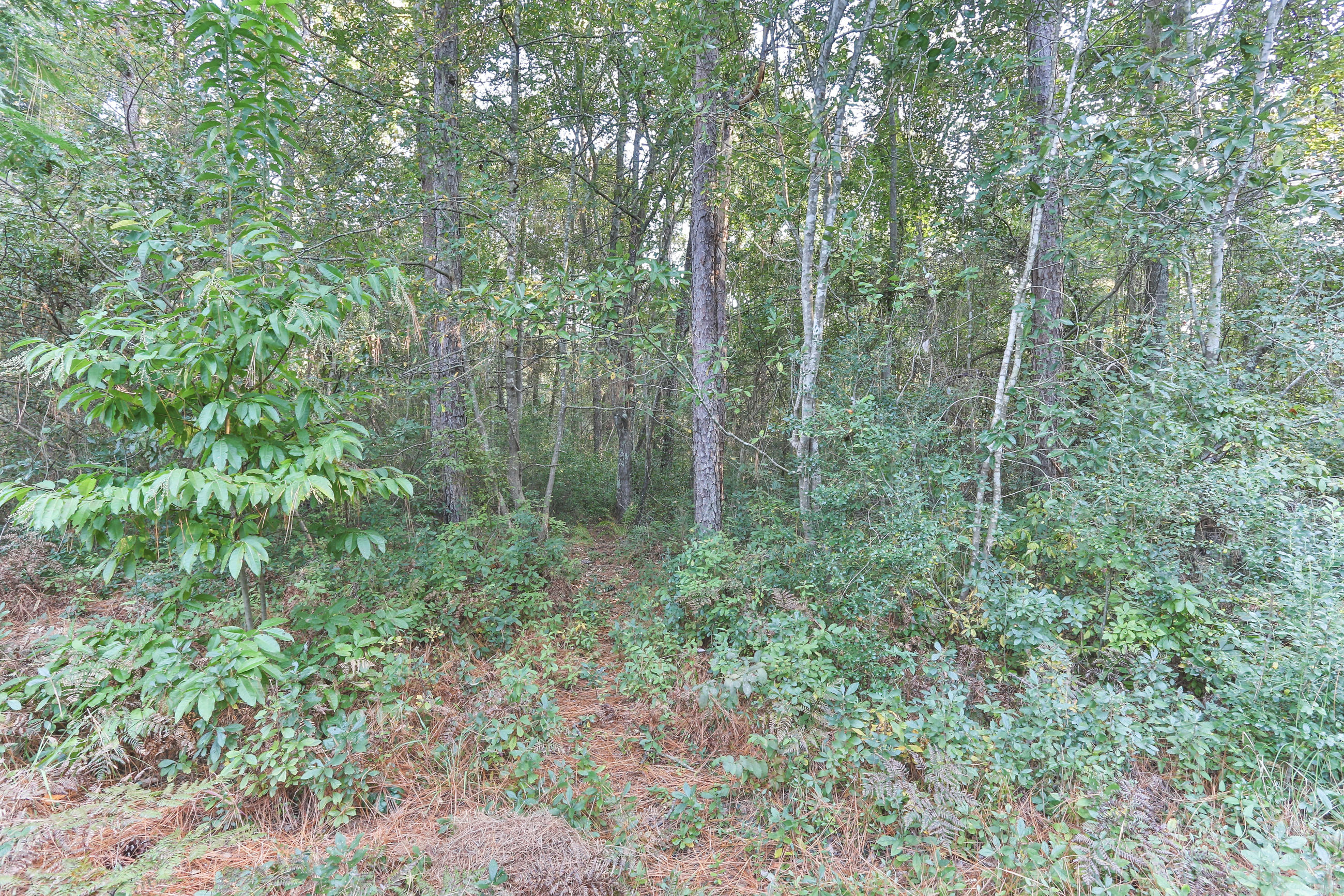 140 Fairway Drive Rockingham, NC 28379 - Photo 49 of 60 2Z1A6833